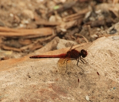 Sympetrum flaveolum