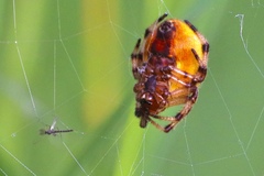 Araneus trifolium