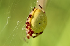 Araneus trifolium