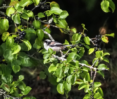 Aegithalos caudatus