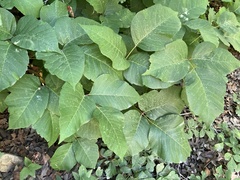 Toxicodendron rydbergii