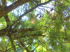 Certhia americana