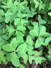 Oxalis latifolia