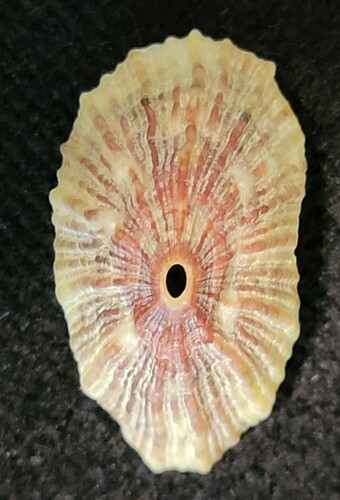Fissurella microtrema