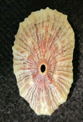 Fissurella microtrema