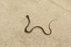 Malpolon monspessulanus