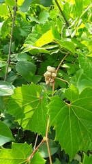 Ampelomyia vitiscoryloides