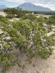 Larrea tridentata