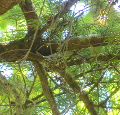 Certhia americana