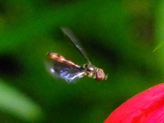 Ocyptamus fuscipennis