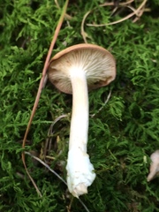 Clitocybe subditopoda