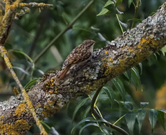 Certhia brachydactyla