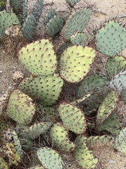 Opuntia macrocentra