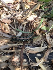 Hyles euphorbiae