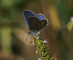 Polyommatus icarus
