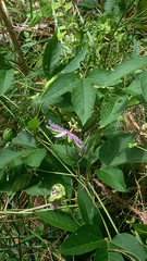Passiflora incarnata