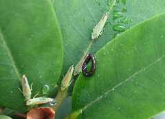 Graphocephala fennahi