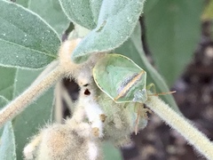 Piezodorus guildinii