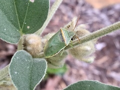 Piezodorus guildinii