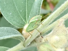 Piezodorus guildinii