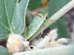 Piezodorus guildinii