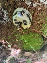 Ariolimax columbianus