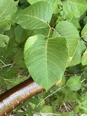Toxicodendron rydbergii