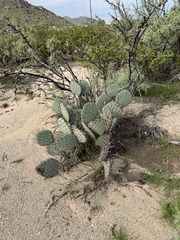 Opuntia macrocentra