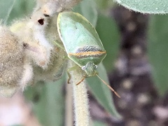 Piezodorus guildinii