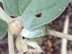 Piezodorus guildinii