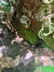 Ariolimax columbianus