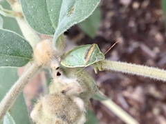 Piezodorus guildinii