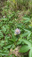 Passiflora incarnata