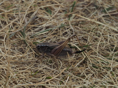Metrioptera caprai
