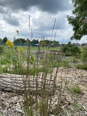 Schizachyrium scoparium