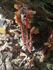 Monotropa hypopitys