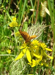Boloria bellona