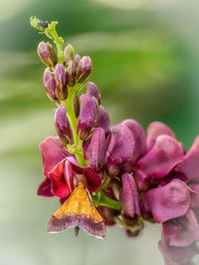 Pyrausta bicoloralis