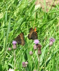 Aglais milberti