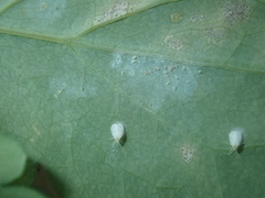Septoria chelidonii