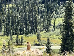 Marmota flaviventris
