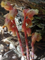 Monotropa hypopitys