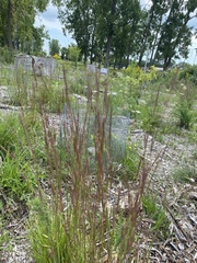 Schizachyrium scoparium