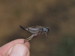 Metrioptera caprai