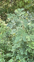 Carya cordiformis