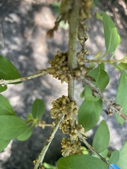 Cuscuta compacta