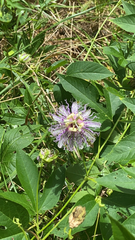 Passiflora incarnata