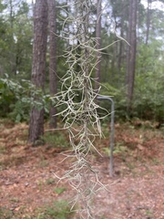Tillandsia usneoides