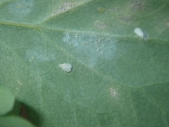 Septoria chelidonii