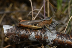 Gomphocerippus rufus
